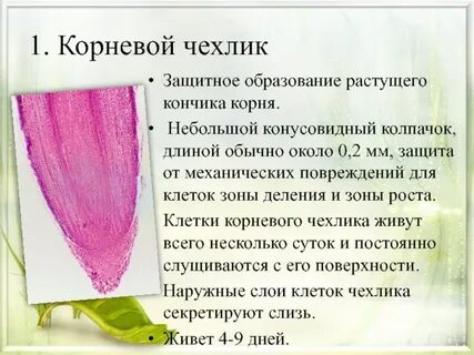 Рассмотрите корневой чехлик определите вид ткани