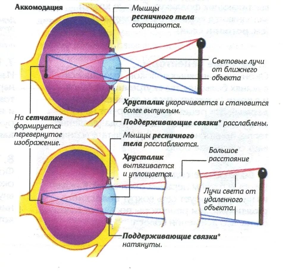 Точка лежащая зрение. Аппарат аккомодации глаза схема. Механизм аккомодации глаза анатомия. Схема аккомодации хрусталика. Механизм аккомодации глаза схема.