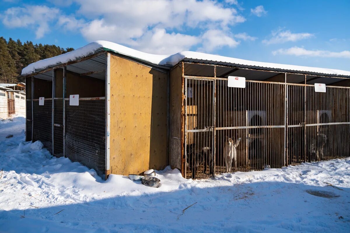 Питомник иркутск сайт. Приют к9 в Иркутске. Питомник к-9 Иркутск. Приют для собак в Иркутске к-9. Ка 9 Иркутск собачий питомник.