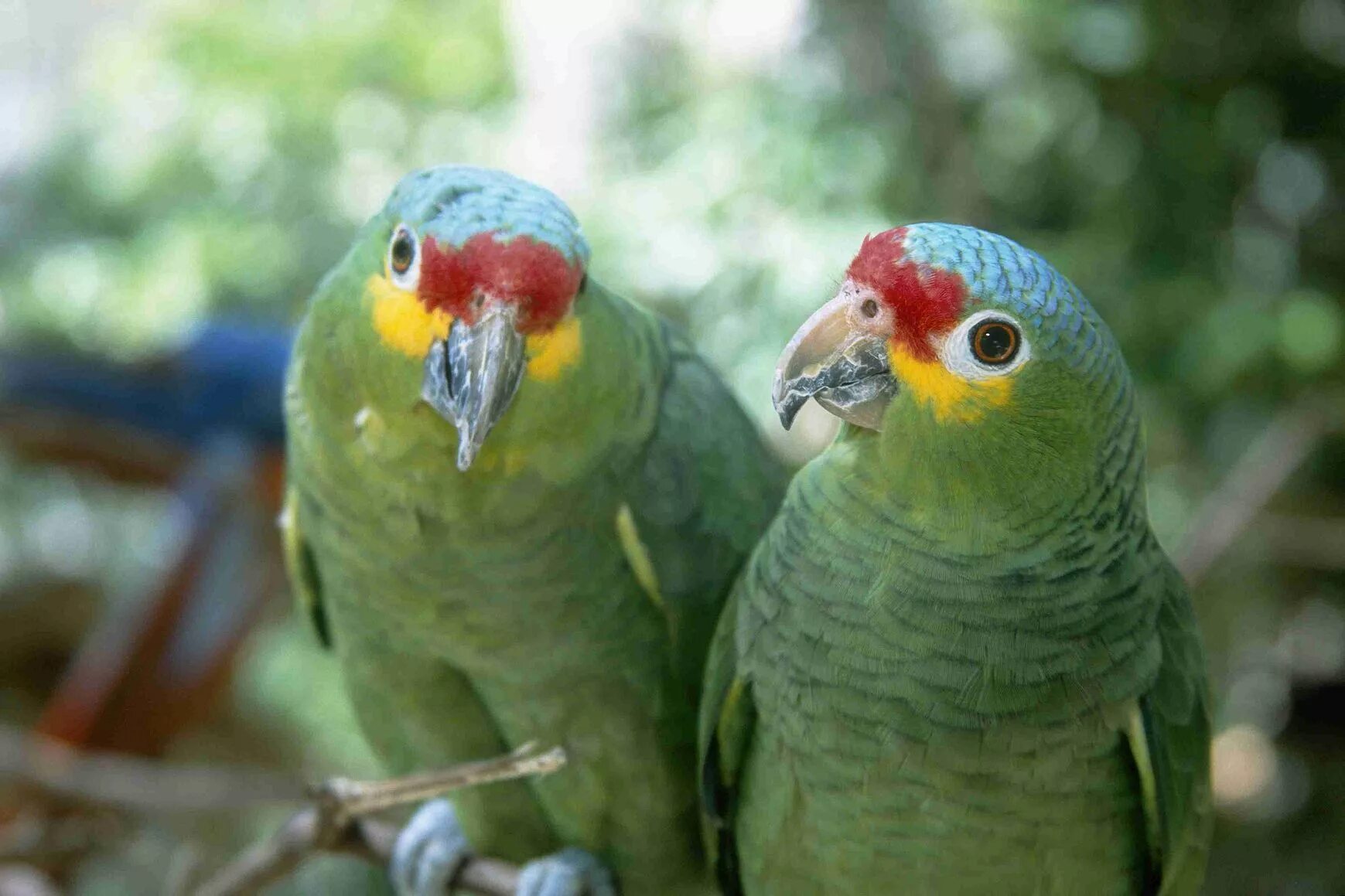 Сколько попугаев в мире. Амазон попугай. Попугай породы Амазон. Попугай Амазон домашний. Амазон попугай серый.
