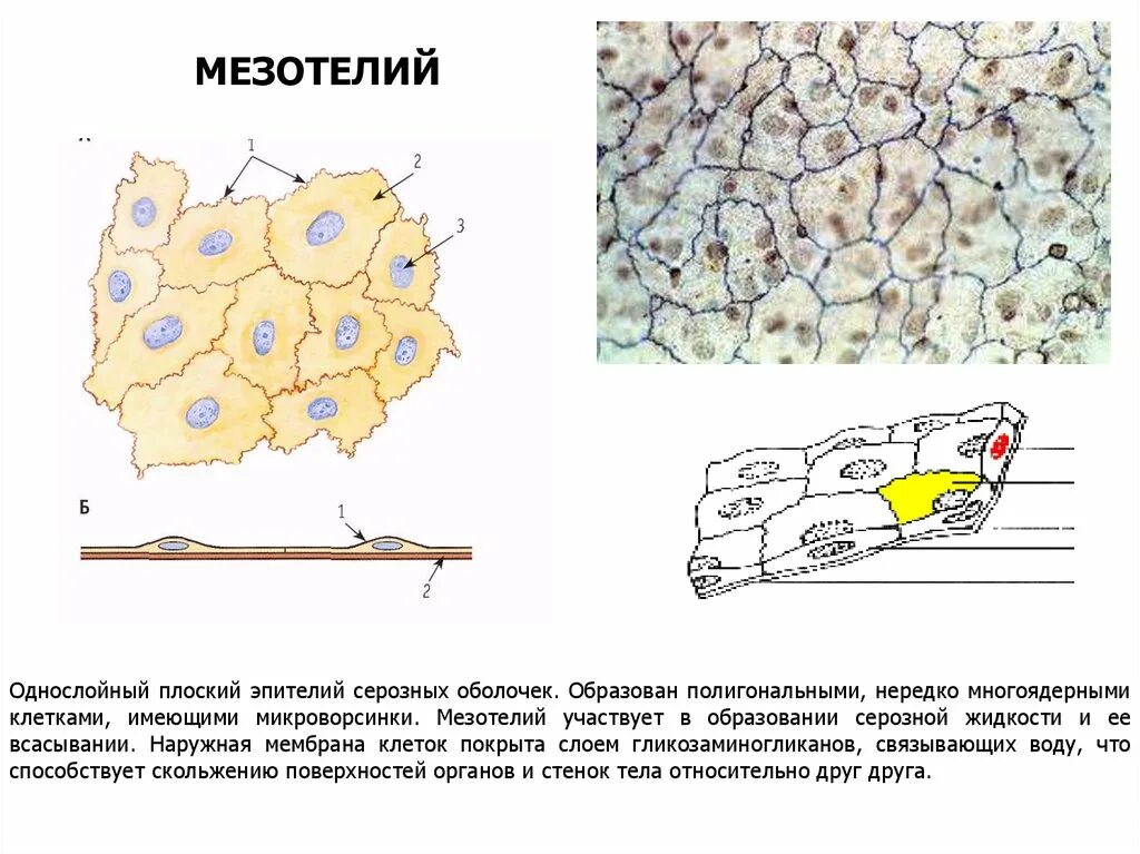 Мезотелий развивается из