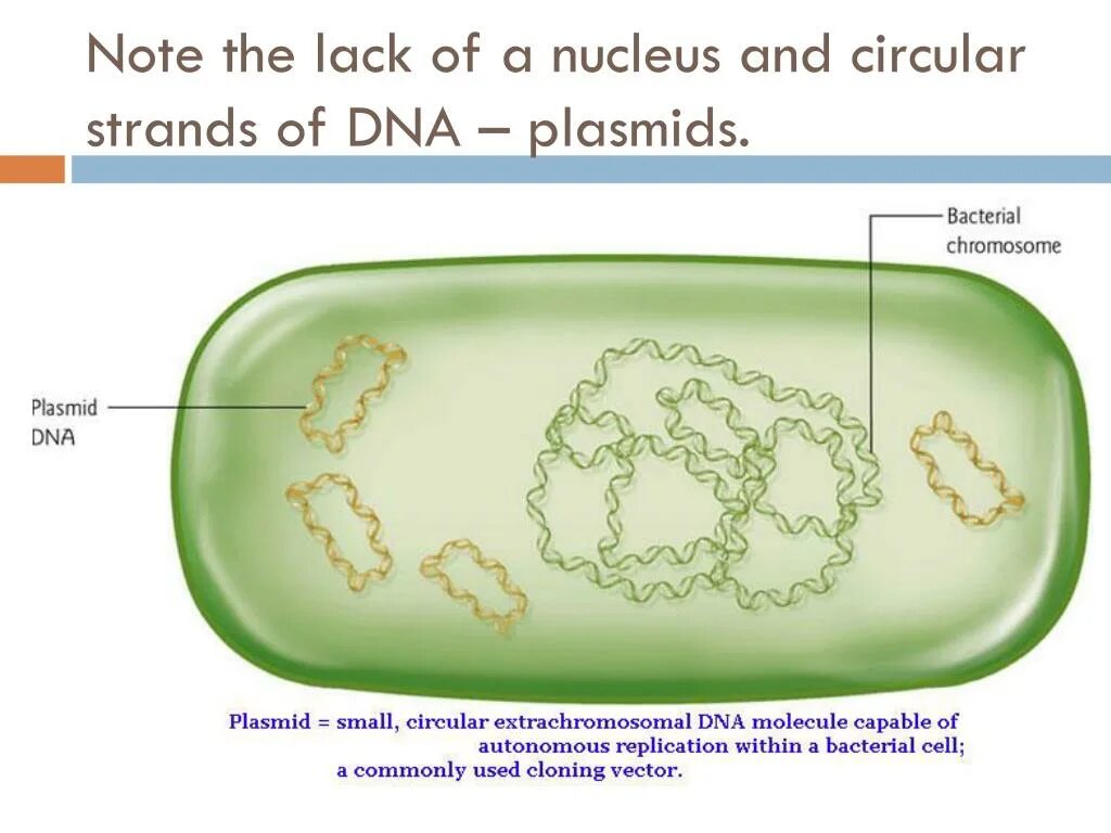 Клетка бактерии имеет днк. Плазмиды бактериальной клетки. Строение плазмиды бактерий. Плазмида и нуклеоид. Строение бактерии плазмида.