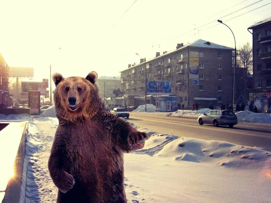 Привет погулять. Медведь в городе. Медведь на улице. Медведь на улице города. Медведи на улицах России.