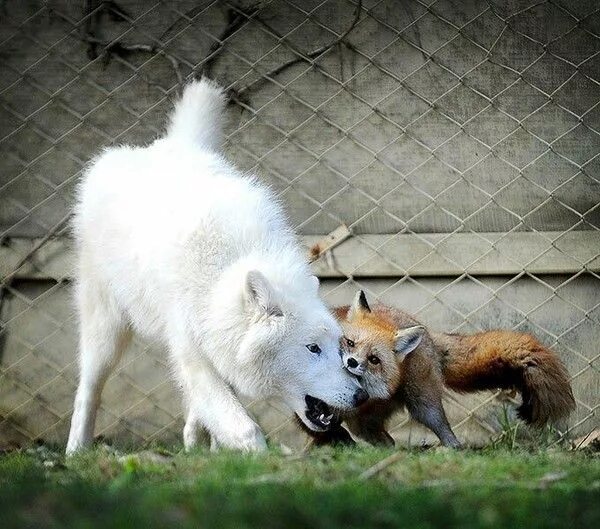 A most delightful IG @afoxandthewolf about a fox and a wolf (not dogs I know but