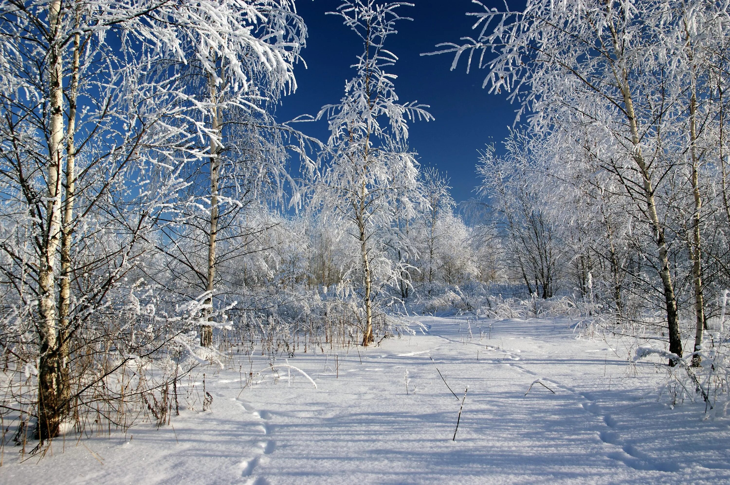 Первозданный снег. Зимний пейзаж. Зима в средней полосе России. Природа России зима. Природа средней полосы России зимой.