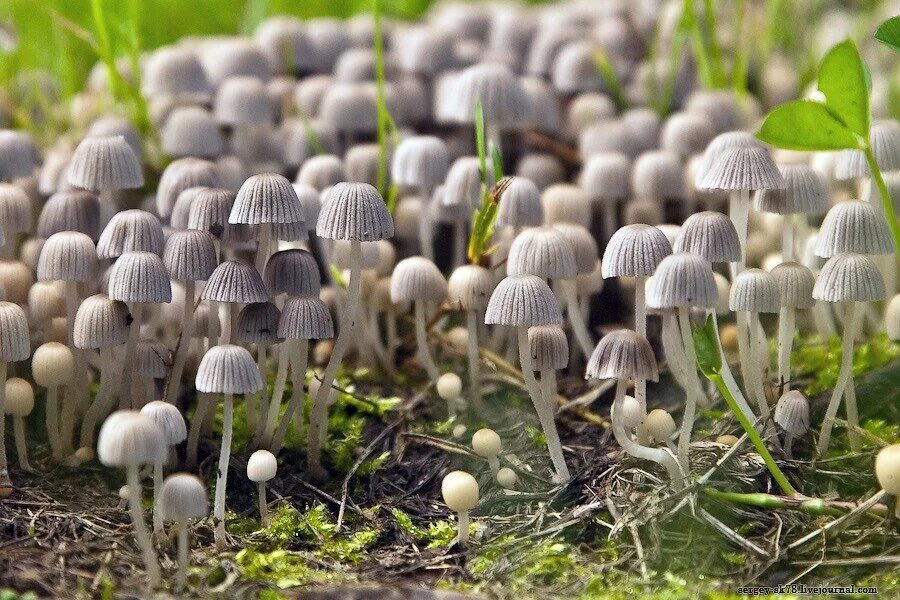 бледная поганка гриб. лесные поганки. грибы поганки. фото поганок грибов. грибы поганки.