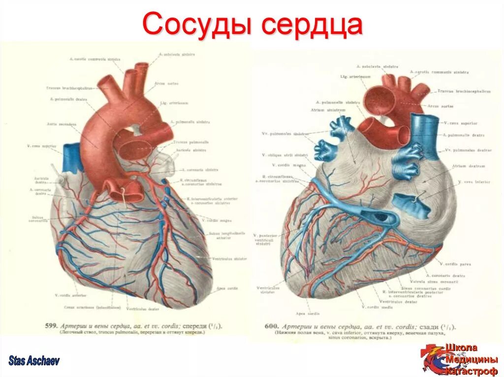 Сосуды сердца спереди анатомия. Строение сердца коронарные сосуды. Сердечные артерии и вены