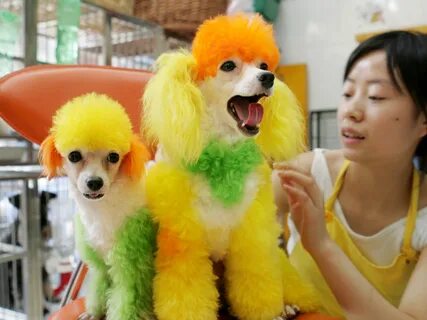 Fruit of the groomer