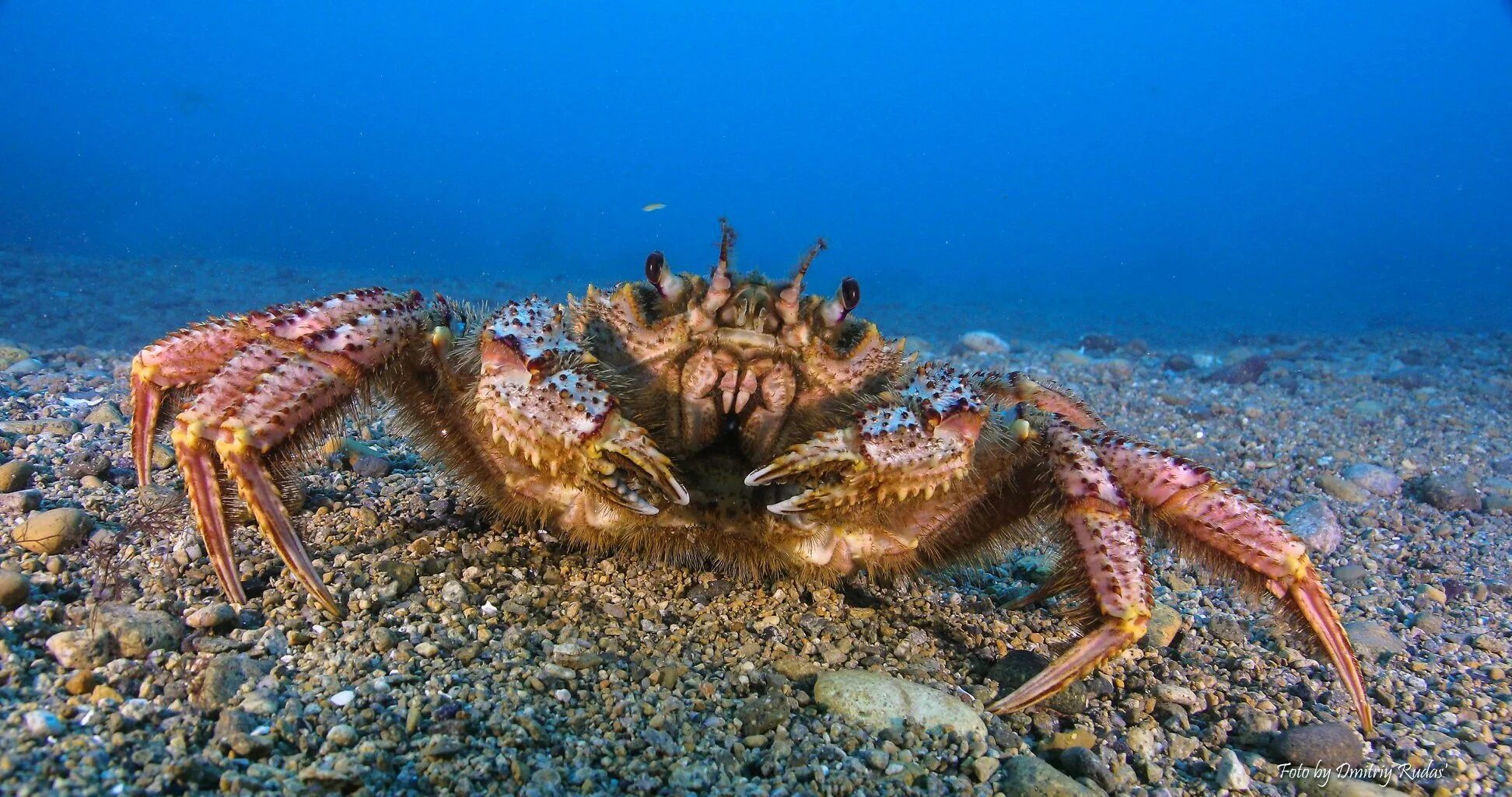 Дальневосточный морской заповедник краб. Ракообразные Камчатский краб. Дальневосточный морской заповедник обитатели. Камчатский краб в японском море.