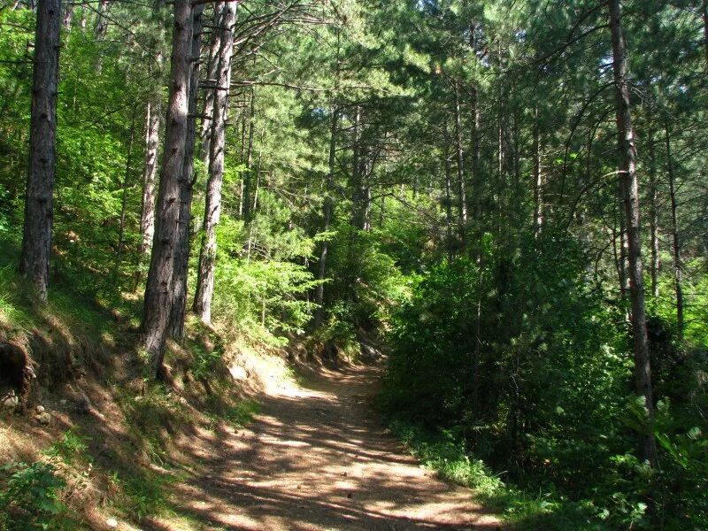 местный лес. коттеджный поселок в лесу. сахалин лес. леса 24. леса 24.