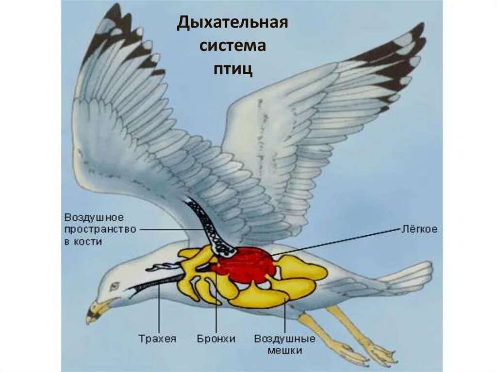 Дыхание птиц воздушные мешки. Строение дыхания птиц. Внутреннее строение птиц дыхательная система. Строение дых системы птиц. Дыхательная система у птиц органы строение.