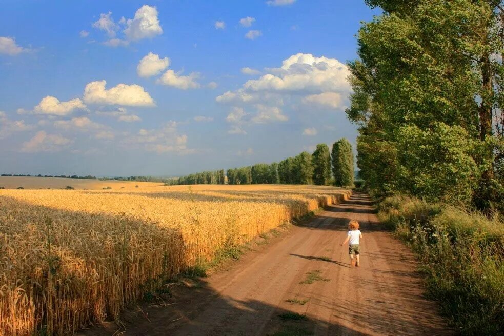Деревня пашня. Путнин пшеничное поле. поля пшеницы в ленинградской области. дорога в поле пшеницы. деревня рожь.