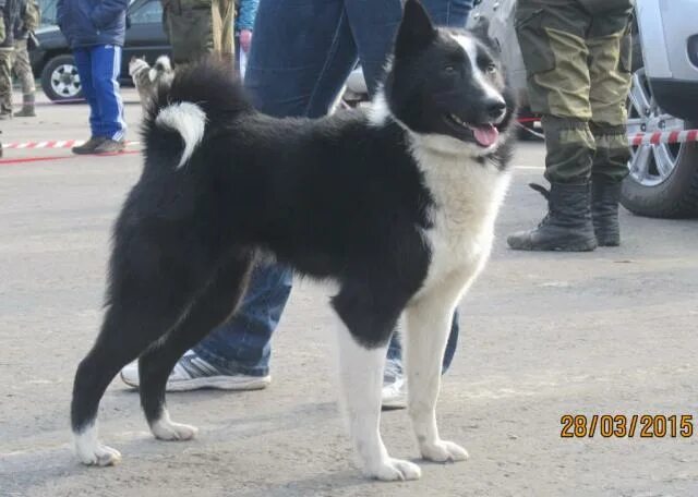 Ли п ч