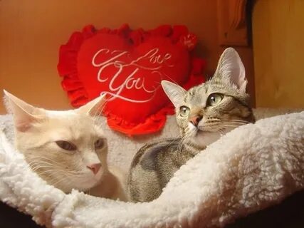 С днем влюбленных котиков
