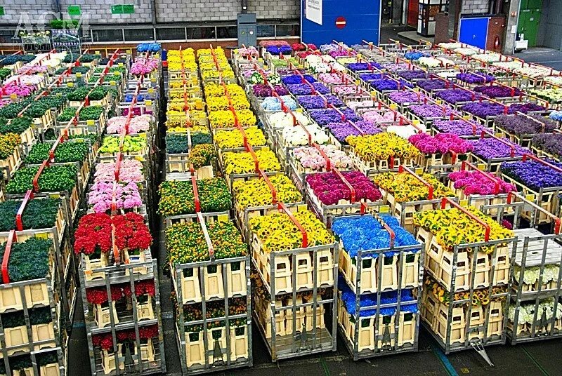 Цветочный склад спб. Алсмер нидерланды. цветочный аукцион floraholland в голландии. цветочная плантация колумбия. склад цветов.