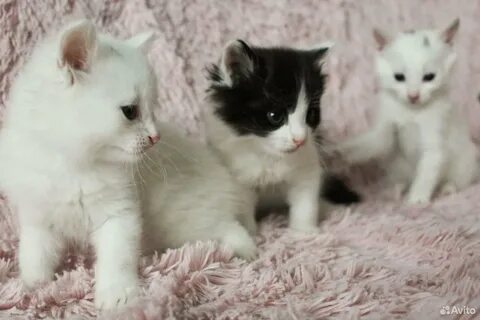 Авито брянск котята в добрые руки