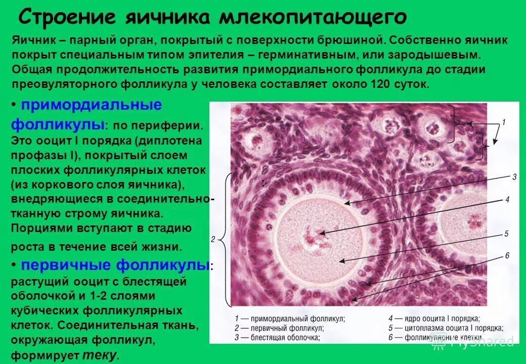 Строение фолликула яичника млекопитающего. Строение яйцеклетки млекопитающего гистология. Яичник млекопитающего препарат гистология. Строение яйцеклетки фолликулярные клетки. Развитие половых клеток в яичнике