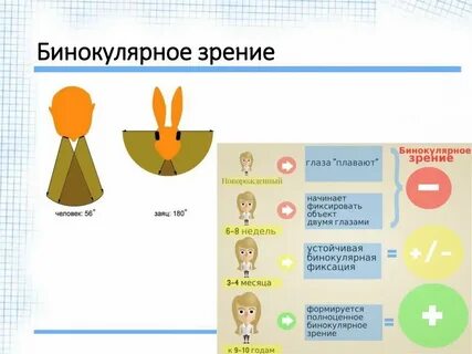 Бинокулярное зрение лечение