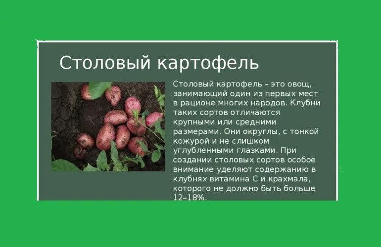 Какой химический картофеля. Признаки столового картофеля. Столовый сорт картофеля. Плод картофеля. Картофель описание растения.