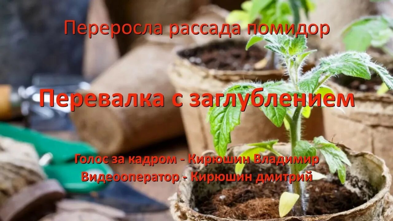 Перевалка томатов в большую емкость. Перевалка рассады томатов. перевалка переросшей рассады томатов. рассада помидор в мешочках. перевалка рассады перца в большие ёмкости.