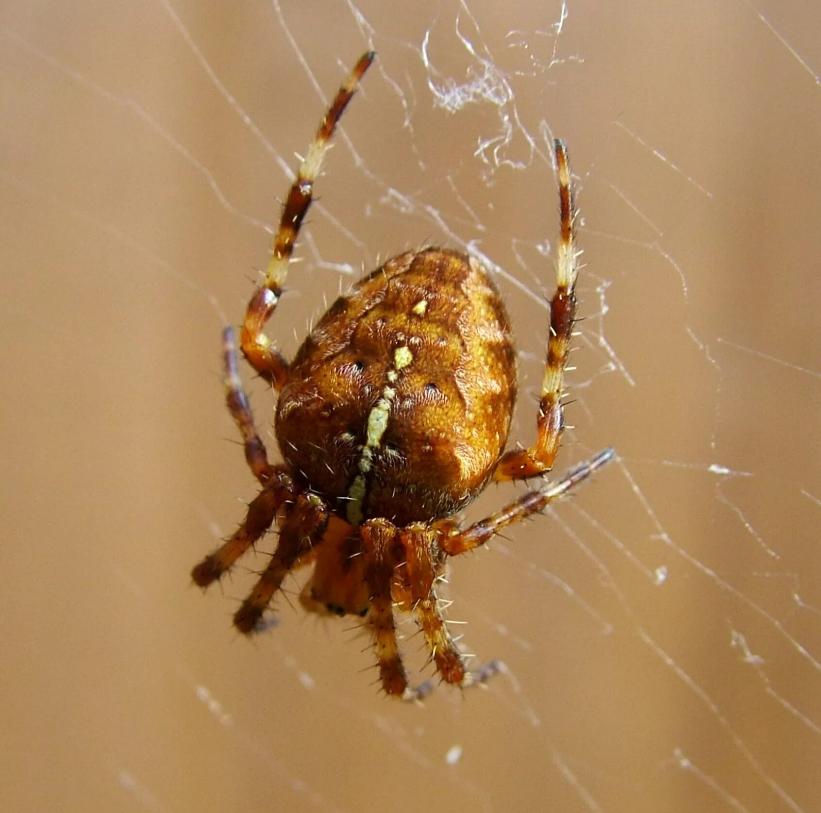 Spiders, silk and packed lunches - Ray Cannon's nature notes