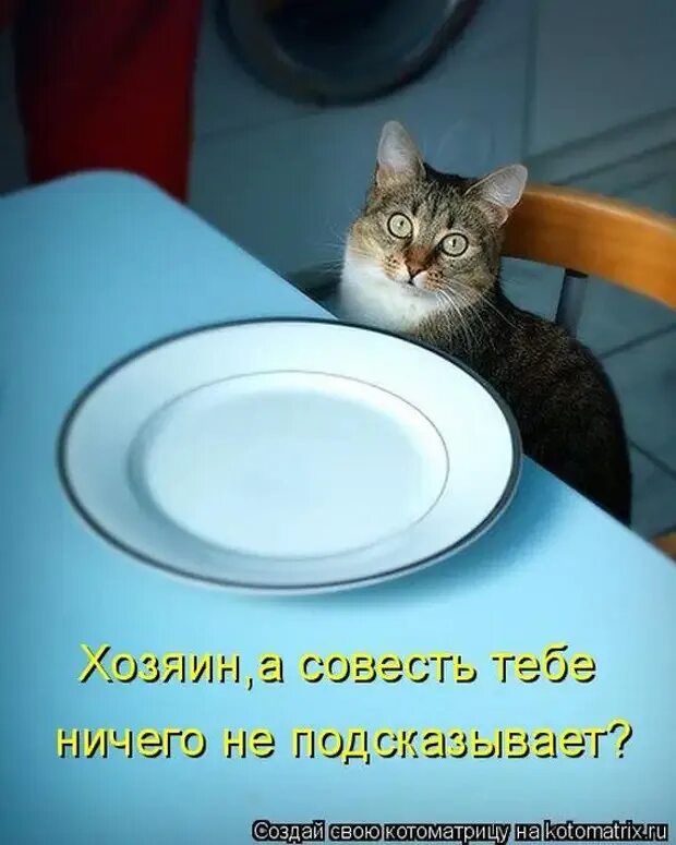 Котик хочет кушать. Кот хочет жрать. Кот юмор. Кот с пустой тарелкой. Неплохо поешь