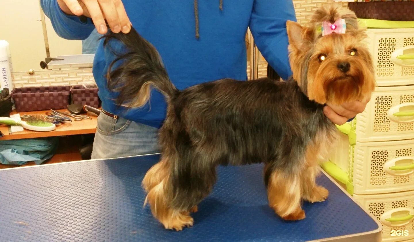 Йоркширский терьер стандарт стрижки. Со скольки месяцев стригут йорков. Йоркширский терьер стандарт. Грумминг йорка. Йоркширский терьер стрижки.