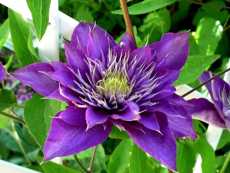Клематис semu. Клематис клаубердс. Клематис синее пламя. Клематис джипси квин. Клематис jiska.