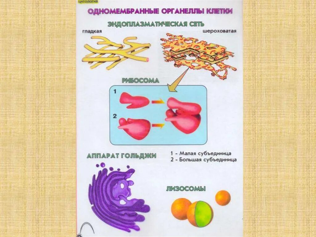 Одномембранные органоиды клетки. Одномембранные органеллы строение. Строение одномембранные органеллы клетки. Одно месбранные органоиды клетки.