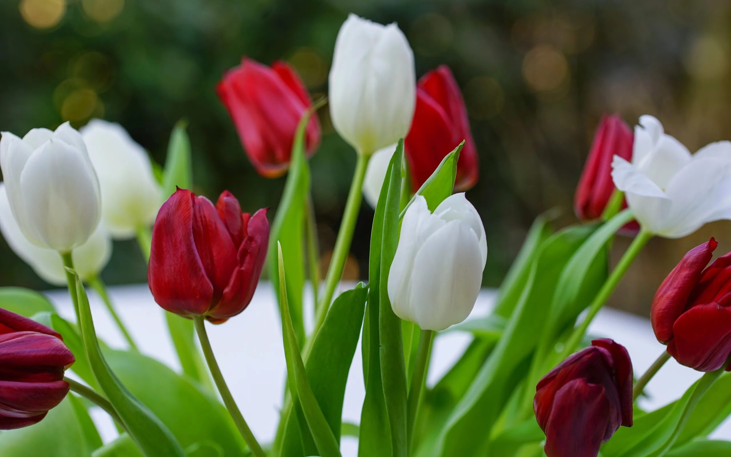 Тюльпан Vesna. Ред Вайт тюльпан. Тюльпаны Snow Tulips. Весенние тюльпаны. Тюльпанчики картинки