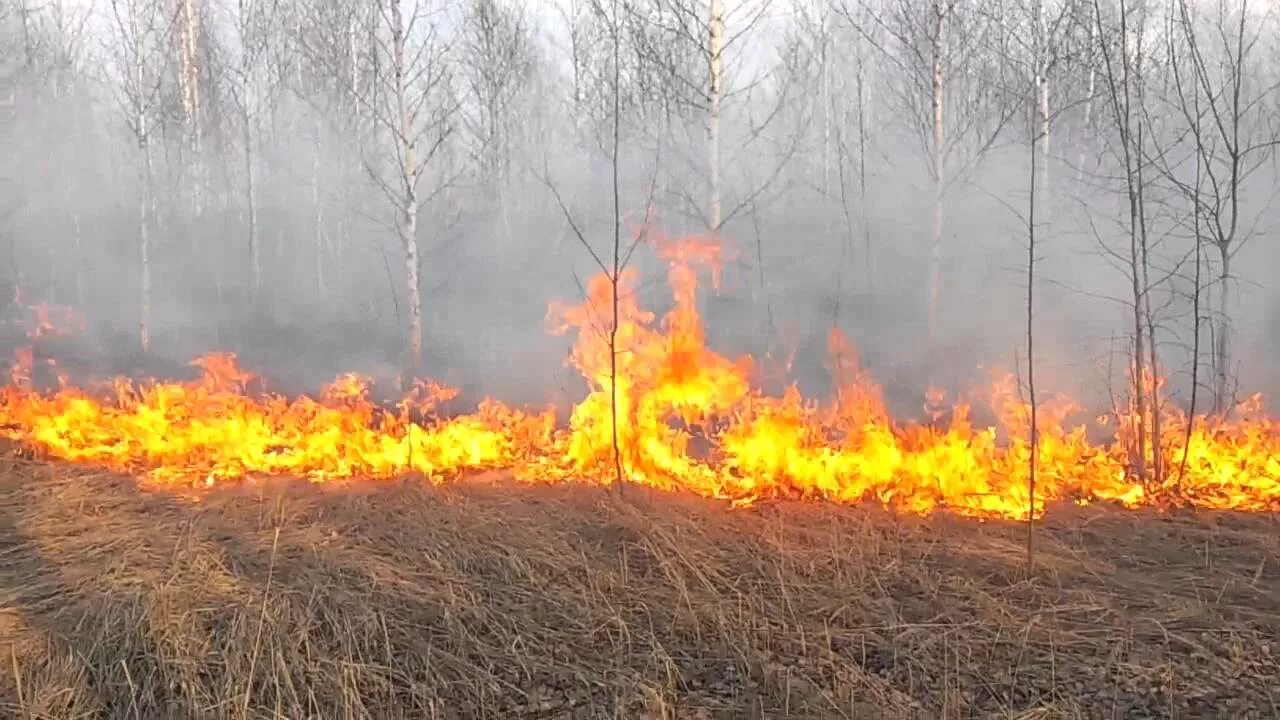 Пал травы. Весенние палы. Травяные палы. Пал сухой растительности. Пал травы картинка