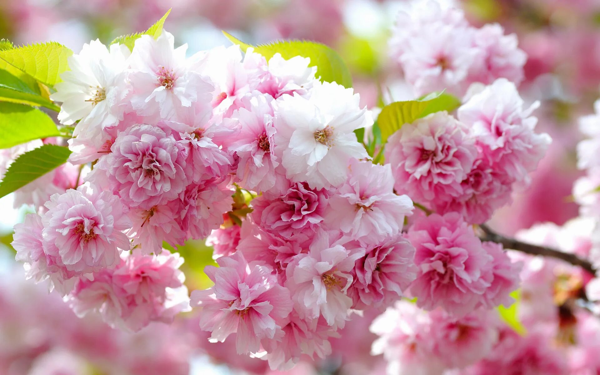 Цветущая вишня. Весна цветы. Очень красивые цветы. Цветы Сакуры.