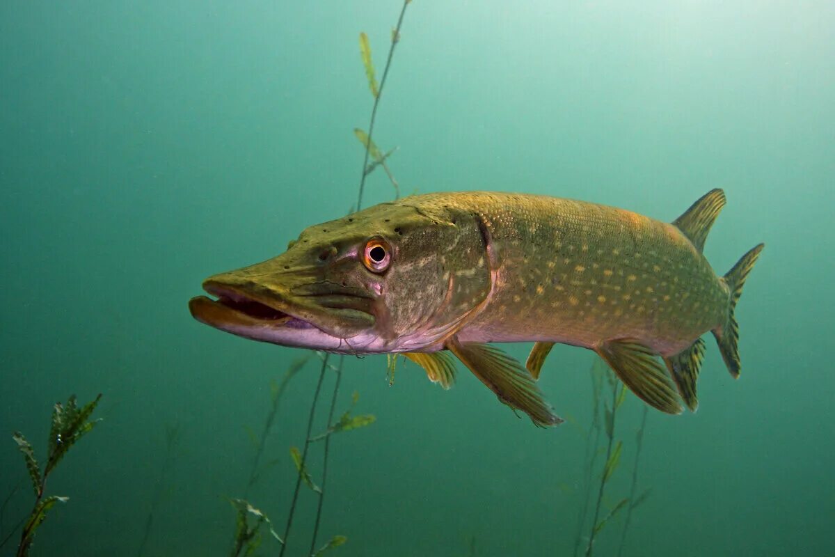 Щука рыба купить. Щука Esox Lucius. Обыкновенная щука (Esox Lucius). Вид обыкновенная щука - Esox Lucius. Щука Байкальская.