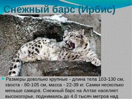 Где обитает снежный