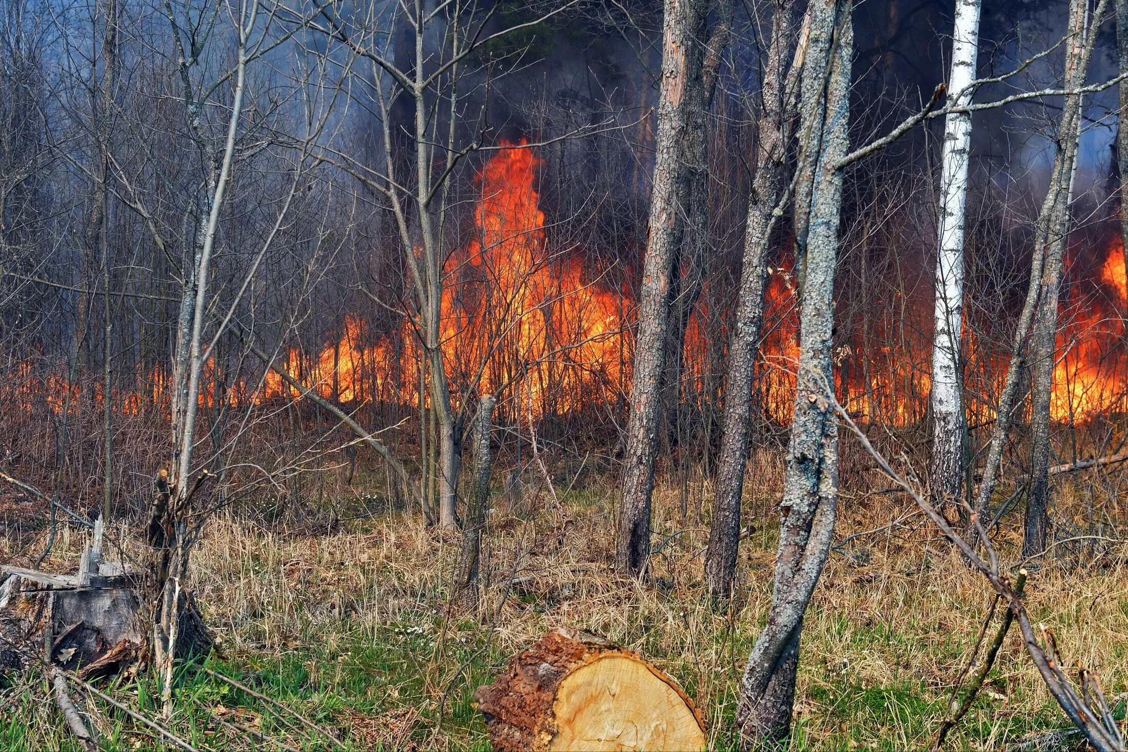 Рыжий лес Чернобыль 2020. Лесные пожары в Чернобыльской зоне (2020). Рыжий лес Припять. Рыжий лес Чернобыль сгорел. Пожар радиация