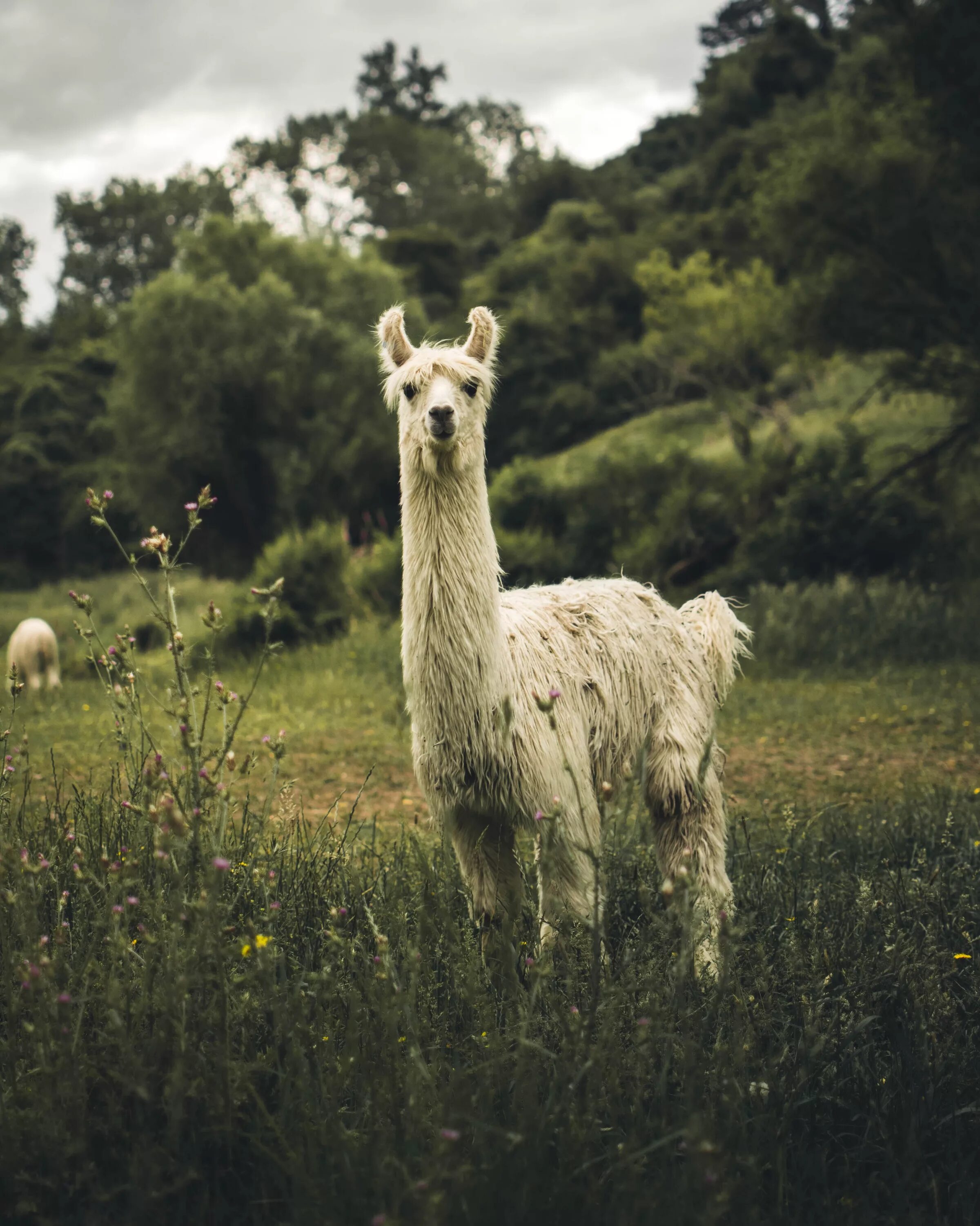 Llama2