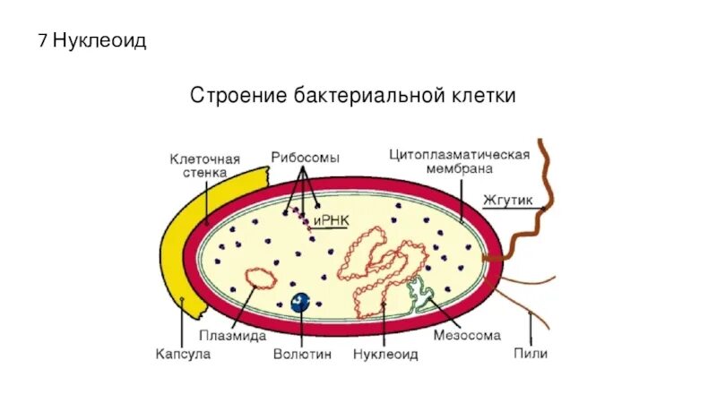 Кольцевой нуклеоид. Структура бактериальной клетки нуклеоид. Нуклеоид бактерий строение. Строение бактериальной клетки плазмида. Нуклеоид в прокариотической клетке.