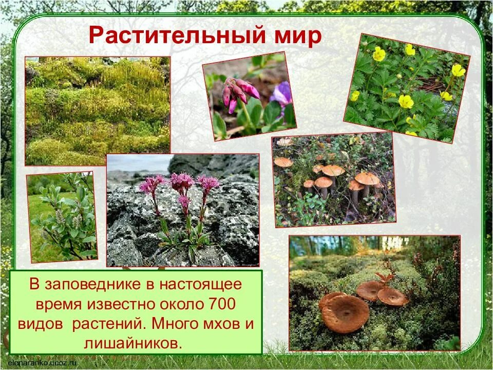 Ильменский заповедник растительность