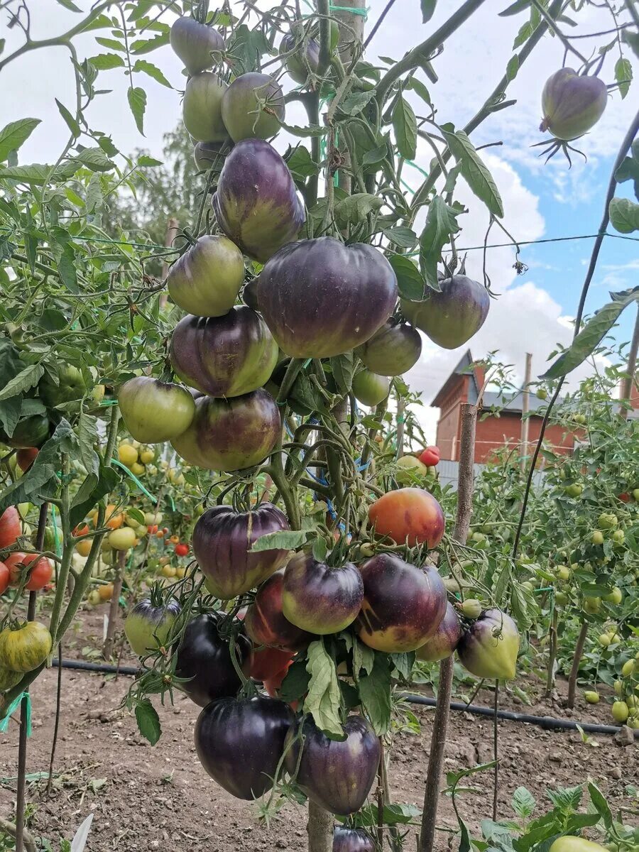 Огородник из рязани сорта томатов. Томат синяя груша. Рязанские помидоры.