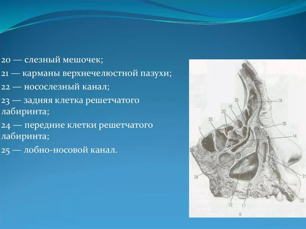 Решетчатая пазуха носа анатомия. Решетчатый Лабиринт анатомия. Решетчатый Лабиринт строение анатомия. Ячейки Лабиринта решетчатой кости. Утолщение слизистой оболочки решетчатых лабиринтов