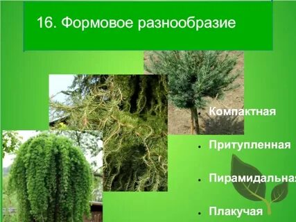 Формовое разнообразие