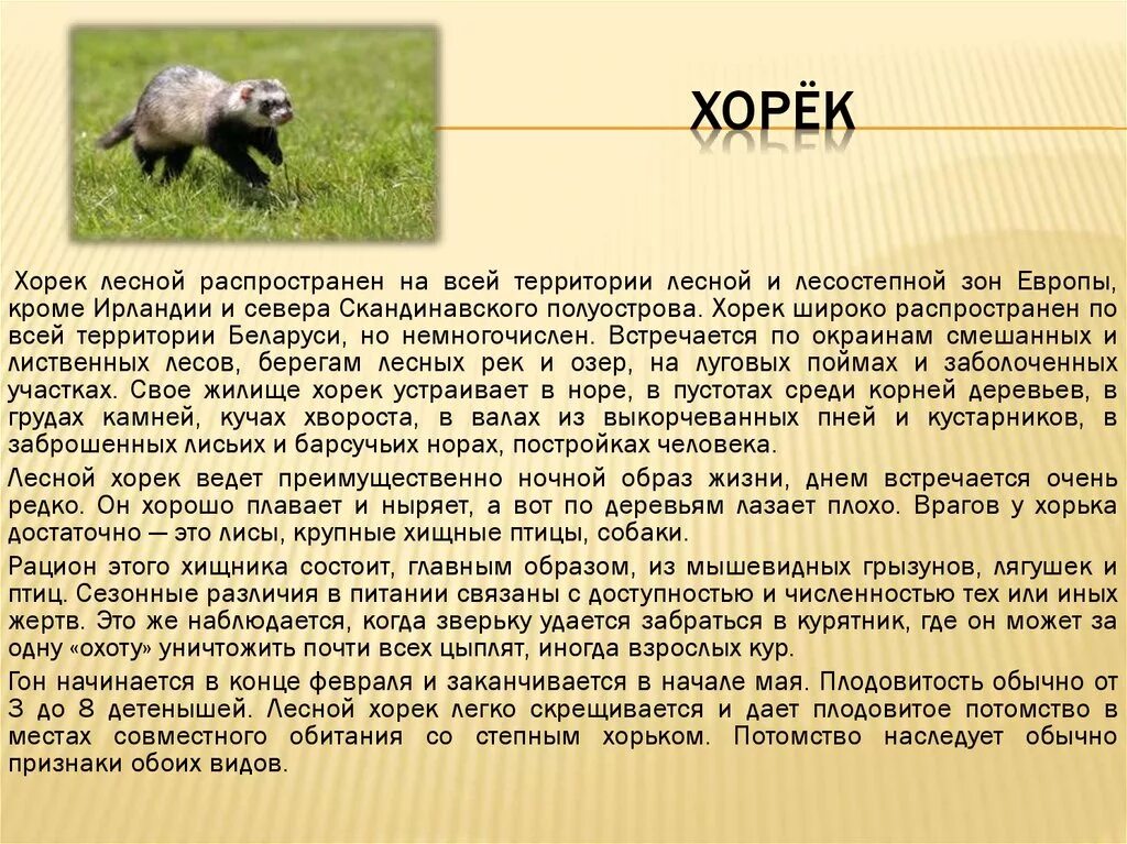 Анализ хорь. Доклад про хорька. Сообщение о хорьке. Степной хорек описание. Хорек краткое описание.