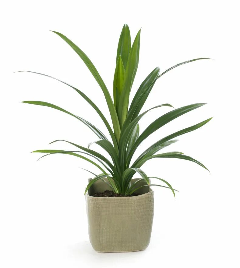 Комнатное растение панданус. Панданус цветок. панданус вейча. пальма панданус. панданус комнатное.