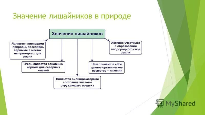 Какова роль лишайников