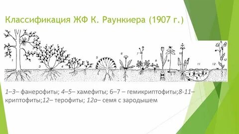 Фанерофит