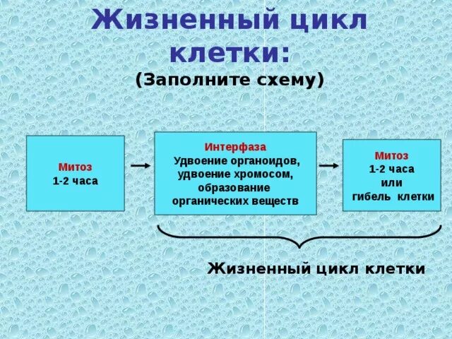 Заполнить таблицу жизненный цикл клетки. Заполнить таблицу жизненный цикл клетки