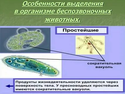 Органы выделения у одноклеточных