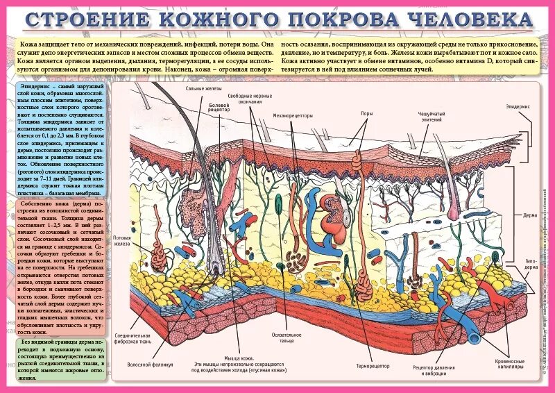 Какая структура кожи мощная у тюленей. Кожные покровы человека строение кожи. Строение Покрова кожи. Схема кожного Покрова человека. Строение кожного Покрова человека.