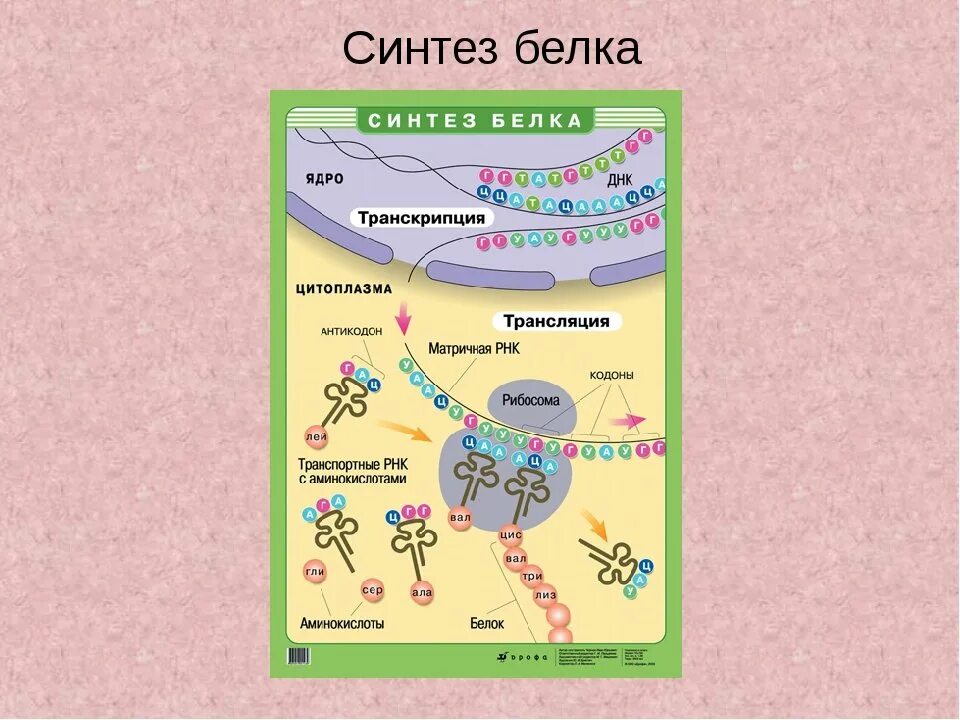 Описание биосинтеза. Схема биосинтеза белка в живой клетке. Схема биосинтеза белка объяснение. Процесс Синтез белка структура клетки.
