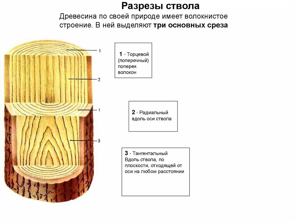 Строение древесины главные разрезы ствола. Древесина срез поперечный и тангенциальный. Строение поперечного среза древесного ствола. Поперечный радиальный и тангенциальный разрез древесины.